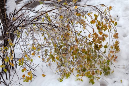 Foto de Ramas de arbusto espiraea con hojas de otoño cubiertas con hielo glaseado después de la lluvia helada inclinada sobre la cubierta de nieve en tiempo nublado, enfoque selectivo - Imagen libre de derechos
