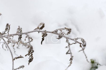Foto de El tallo de la planta herbácea cubierta con hielo vidriado después de la lluvia helada, primer plano en enfoque selectivo sobre el fondo de una nieve - Imagen libre de derechos
