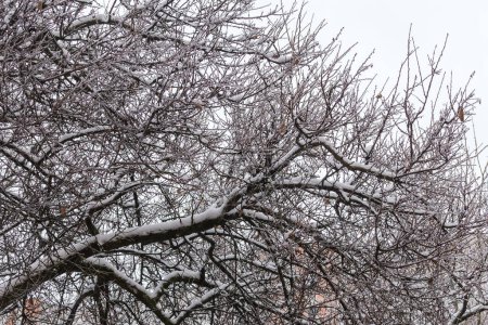 Foto de Las densas ramas crecientes del árbol cubiertas de nieve y hielo se esmaltan después de la nevada y la lluvia helada en tiempo nublado - Imagen libre de derechos