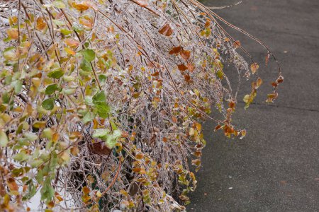 Foto de Bush de espiraea con ramas y hojas de otoño cubiertas con hielo vidriado después de la lluvia helada inclinada sobre la valla decorativa baja en tiempo nublado, enfoque selectivo - Imagen libre de derechos