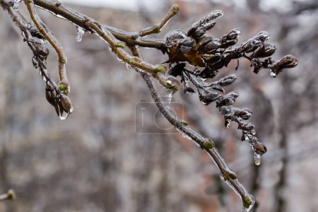 Foto de Rama de la lila con racimos de semillas secas cubiertas con esmalte de hielo después de la lluvia helada, primer plano sobre un fondo borroso - Imagen libre de derechos