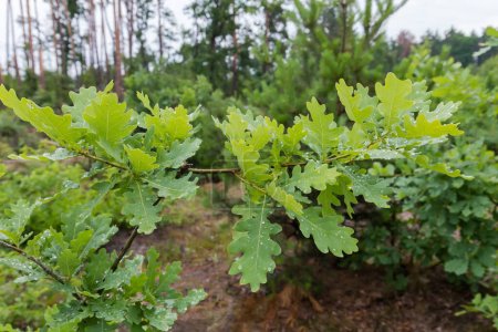 Téléchargez les photos : Branch of the young white oak with green leaves covered with water drops after rain in the forest in overcast summer morning - en image libre de droit