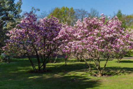 Bushes of blooming Magnolia liliiflora, also known as lily magnolia or purple magnolia in the city park in sunny weather