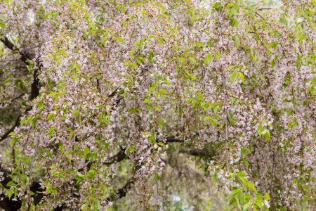 Photo for Pendulous branches of the old decorative weeping cherry with small flowers and fresh leaves in overcast weather - Royalty Free Image
