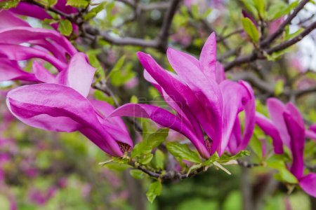 Blume der Magnolia liliiflora, auch bekannt als Lilienmagnolie oder Purpurmagnolie auf verschwommenem Hintergrund bei bedecktem Wetter, Nahaufnahme bei selektivem Fokus