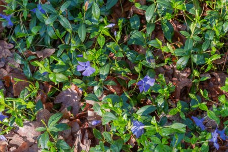 Fragment of the glade overgrown with blooming wild vinca among last year's foliage, covered with morning dew drops in spring forest, top view