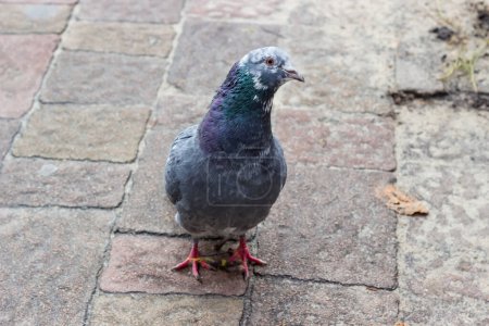 Photo for Feral pigeon, also called city dove or city pigeon with dove-colored plumage standing on a surface paved with stone slabs in overcast weather, close-up in selective focus - Royalty Free Image
