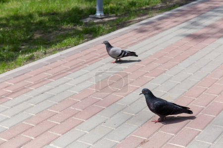 Photo for Two feral pigeons, also called city doves with different plumage standing on the footpath paved with concrete slabs in sunny weather, close-up in selective focus - Royalty Free Image