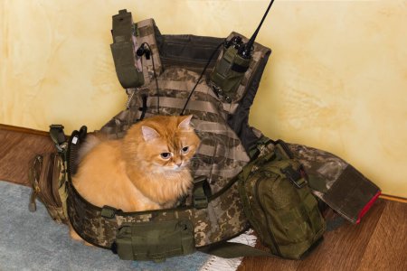 Foto de Gato de jengibre esponjoso está sentado en chaleco militar a prueba de balas con cinturón militar, bolsas tácticas y otros equipos colocados en el suelo - Imagen libre de derechos