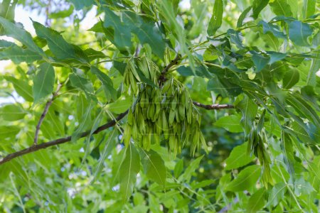 Téléchargez les photos : Branche du frêne avec des grappes de graines vertes non mûres le jour d'été, gros plan sélectif - en image libre de droit