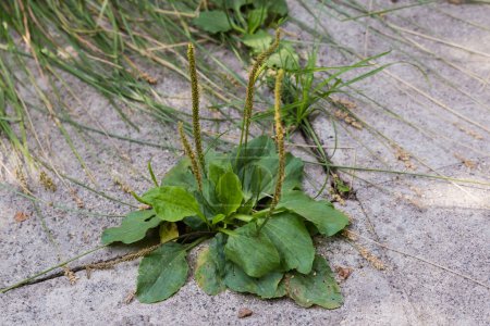 Bush of the broadleaf plantain with rosette of leaves and spikes of unripe seeds on stems tops, growing in crack of concrete patch