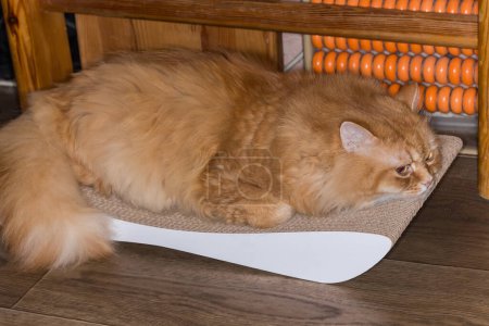 Photo for Ginger cat lies on the partly scratched cat scratching post, which also doubles as a lounge bed, made with corrugated cardboard, located on a floor - Royalty Free Image