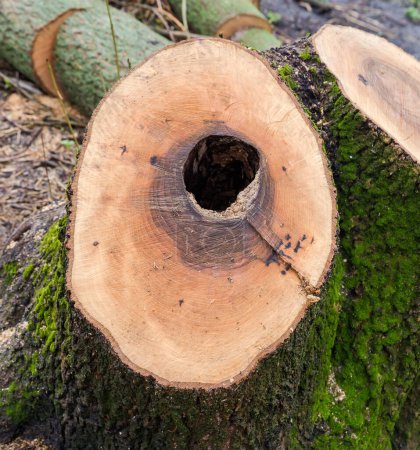 Téléchargez les photos : Double souche humide du vieux frêne épais avec un creux, recouvert de mousse par temps couvert - en image libre de droit