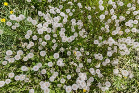 Téléchargez les photos : Patch de la prairie envahi par des pissenlits mûrs avec des têtes de graines duveteuses dans la journée ensoleillée du printemps, vue de dessus - en image libre de droit