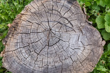 Téléchargez les photos : Vieux tronc partiellement pourri et fissuré de l'arbre à feuilles caduques sur une clairière couverte d'herbe au printemps, vue de dessus - en image libre de droit