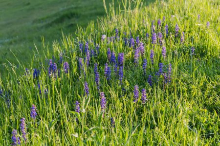 Téléchargez les photos : Tiges des reptans d'Ajuga en fleurs, également connu sous le nom de clairon parmi les hautes herbes sur une prairie de montagne dans les Carpates au printemps - en image libre de droit