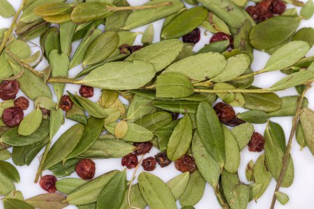 Téléchargez les photos : Feuilles et baies séchées de Vaccinium vitis-idaea, aussi connu sous le nom d'airelle ou de cowberry sur un plat blanc, vue de dessus gros plan - en image libre de droit