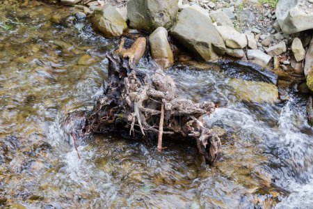 Photo for Partly rotten freshwater snag, as a part of the old tree trunk with roots in a mountain stream among the stones in overcast weather - Royalty Free Image
