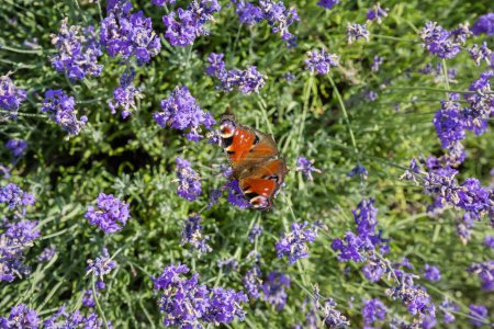Foto de Tallos de la floreciente lavanda con mariposa sentada en un campo en un día soleado, vista superior de cerca en enfoque selectivo - Imagen libre de derechos