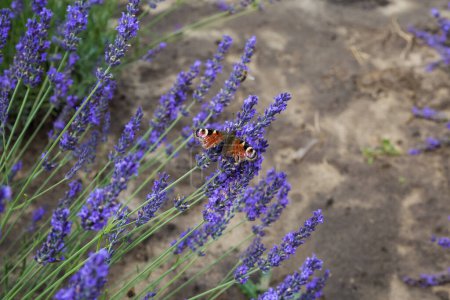Foto de Tallos de la lavanda floreciente con mariposa sentada en un campo en el día nublado, primer plano en enfoque selectivo - Imagen libre de derechos