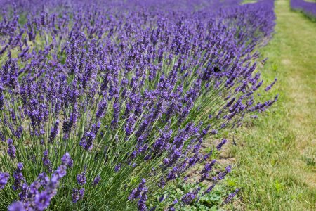 Photo for Bushes of the blooming lavender on a field in sunny day - Royalty Free Image