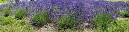 Bushes of the blooming lavender on a field in sunny day, wide panoramic view