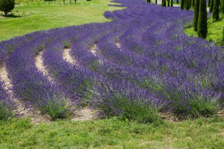 Photo for Twisting rows of the bushes of blooming lavender among the meadow in sunny day - Royalty Free Image