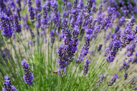 Stiele des blühenden Lavendels auf einem Feld an sonnigen Tagen, Nahaufnahme in selektivem Fokus