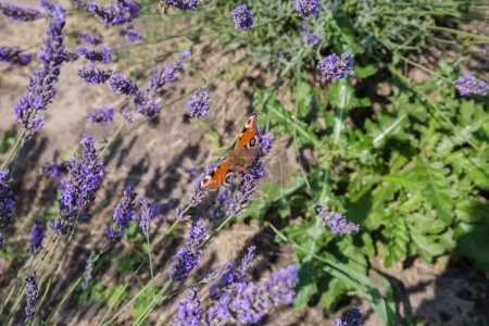 Téléchargez les photos : Papillon Aglais io, également connu sous le nom de papillon paon est assis sur la tige de lavande en fleurs au jour ensoleillé - en image libre de droit