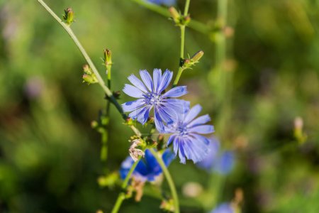 Flowers of the wild common chicory, also known as blue daisy on a stem on a dark blurred background in sunny day, close-up in selective focus