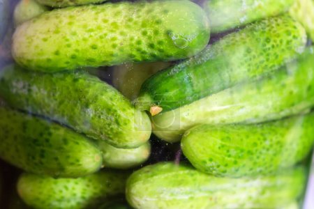 Photo for Naturally fermented quick pickled cucumbers in jar during souring, view through the glass of the jar wall close-up in selective focus - Royalty Free Image