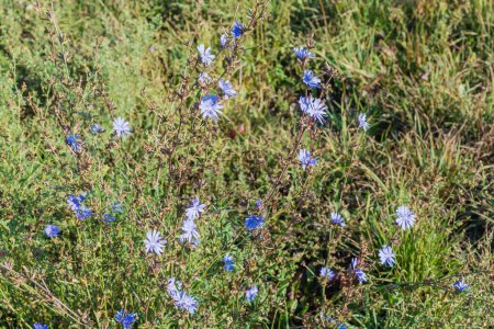 Photo for Bush of the wild common chicory, also known as blue daisy with flowers on a meadow in morning light - Royalty Free Image