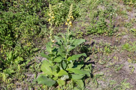 Two plants of the Verbascum, also known as mullein with high stems with yellow flowers on the waste-ground in sunny day