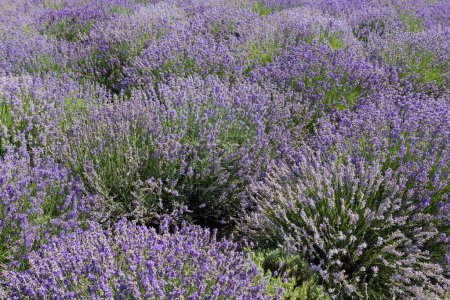 Photo for Bushes of the blooming lavender growing on a field in sunny day - Royalty Free Image