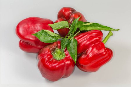 Photo for Several whole freshly harvested red bell peppers and twig of the pepper plant on a grey background - Royalty Free Image