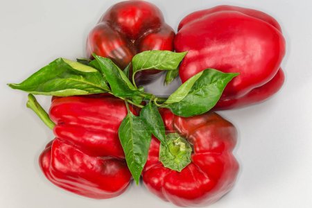 Photo for Several whole freshly harvested red bell peppers and twig of the pepper plant, top view close-up on a grey background - Royalty Free Image