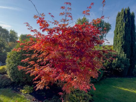 Photo for Young tree of the Japanese maple with red bright autumn leaves in the sunny park - Royalty Free Image