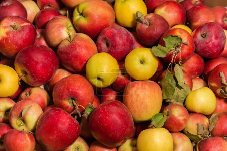 Photo for Freshly harvested red and yellow apples different sizes in the container, top view close-up - Royalty Free Image