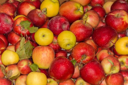Photo for Freshly harvested red and yellow apples different sizes in the container, top view close-up - Royalty Free Image