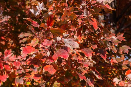 Zweige des Acer rubrum, auch als roter Ahorn bekannt, mit leuchtend roten Herbstblättern an sonnigen Tagen, Nahaufnahme in selektivem Fokus