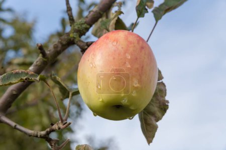 Photo for Yellow apple with red side covered with water drops after rain on the branch of apple tree in an orchard in overcast weather, close-up - Royalty Free Image