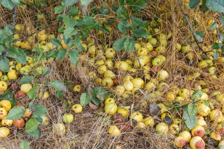 Photo for Fallen ripe yellow apples, including damaged and partly rotten lie on the ground among the dry grass in autumn overcast day - Royalty Free Image