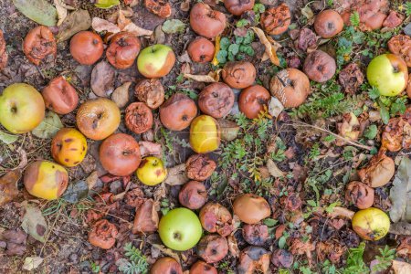 Photo for Fallen ripe green apples, in the main damaged and rotten lie on the ground in autumn overcast day, top view - Royalty Free Image