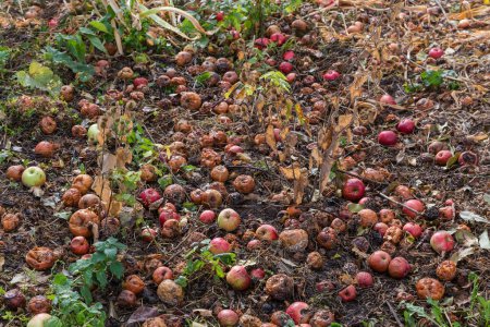 Photo for Fallen ripe red apples, in the main damaged and rotten lie on the wet ground, view in autumn overcast day after a rain in selective focus - Royalty Free Image