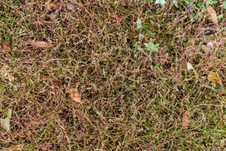 Téléchargez les photos : Section de la prairie humide envahie par l'herbe à noeuds, vue dégagée en automne matin couvert - en image libre de droit