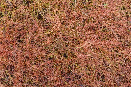 Téléchargez les photos : Section de la prairie humide envahie par l'herbe à nœuds aux tiges partiellement flétries et aux feuilles tombées, vue de dessus en automne matin couvert - en image libre de droit