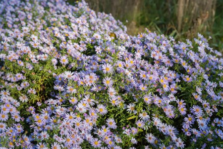 Photo for Small light purple flowers of the aster covered with dew on a flowerbed in autumn park in sunny morning - Royalty Free Image