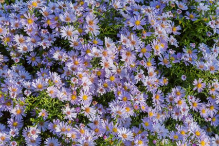 Photo for Small light purple flowers of the aster covered with dew on a flowerbed in autumn park in sunny morning - Royalty Free Image