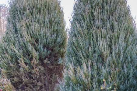 Photo for Two old ornamental Juniper trees narrow pyramidal shape, of a species Juniperus scopulorum, or  Rocky Mountain juniper in autumn park, fragment in selective focus - Royalty Free Image