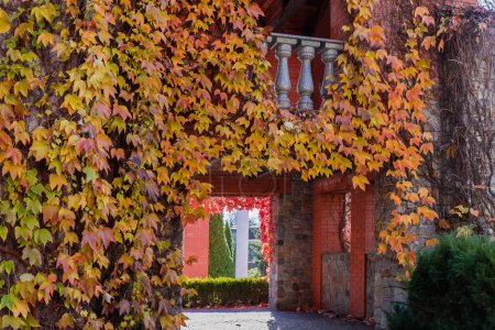 Edificio de fragmentos de fachada con balcón con pasamanos de piedra y balaustres, pasaje en edificio fuertemente cubierto de hiedra trepadora con hojas de otoño brillantes